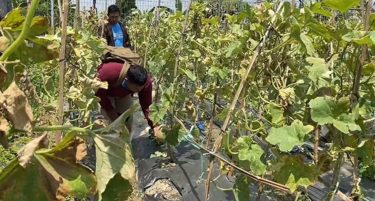 Segarnya Wisata Petik Melon di Tengah Kota Tuban