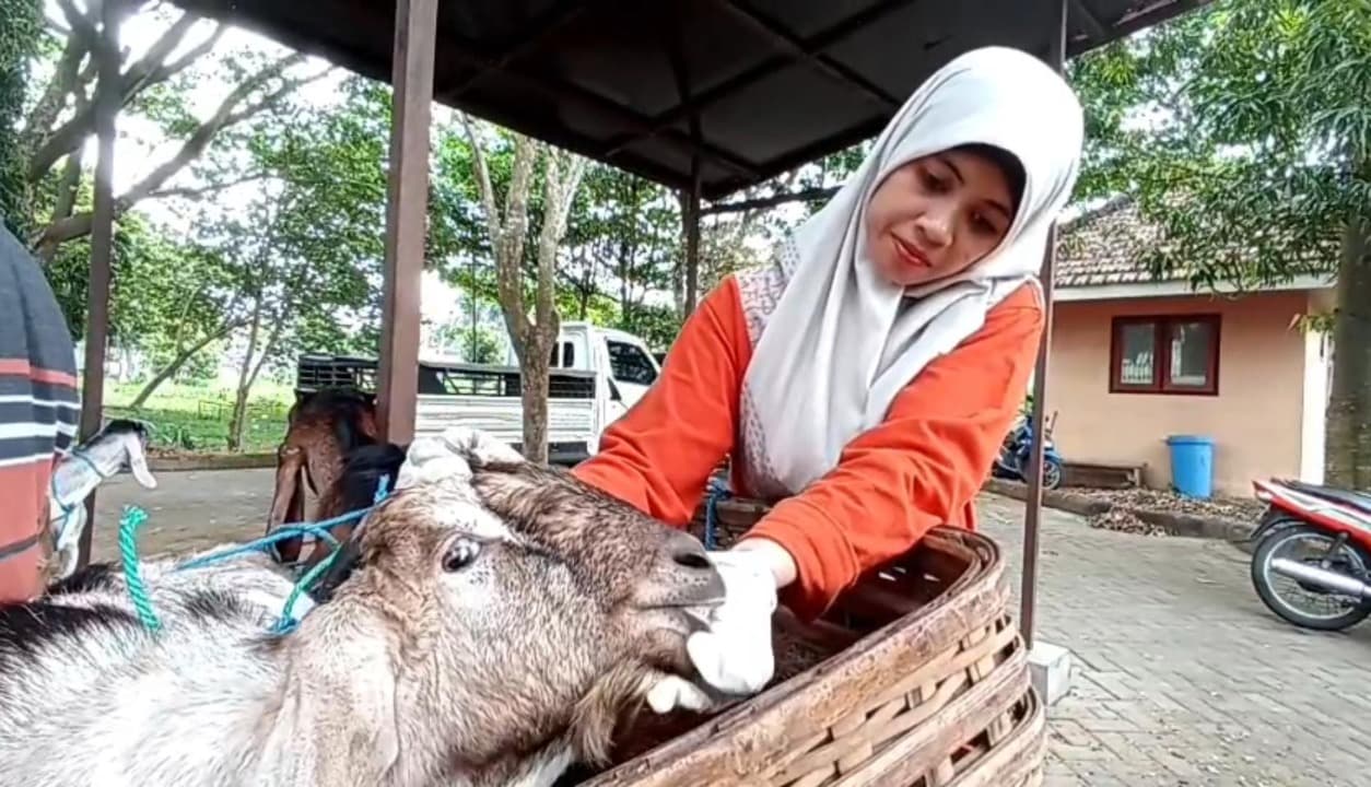 Disnak Kabupaten Blitar Perketat Pemeriksaan Hewan dan Larang Penyembelihan Betina Produktif Cegah PMK