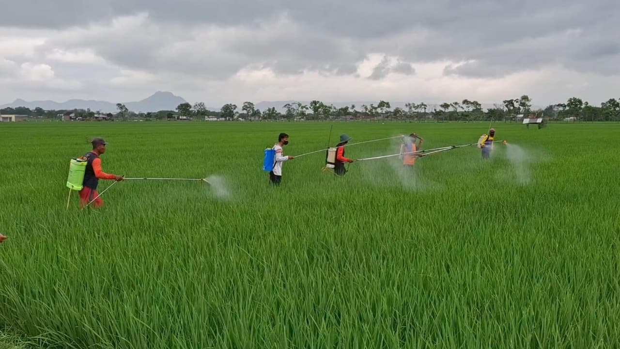 Petani di Tulungagung Gelar Penyemprotan Massal untuk Atasi Hama Wereng