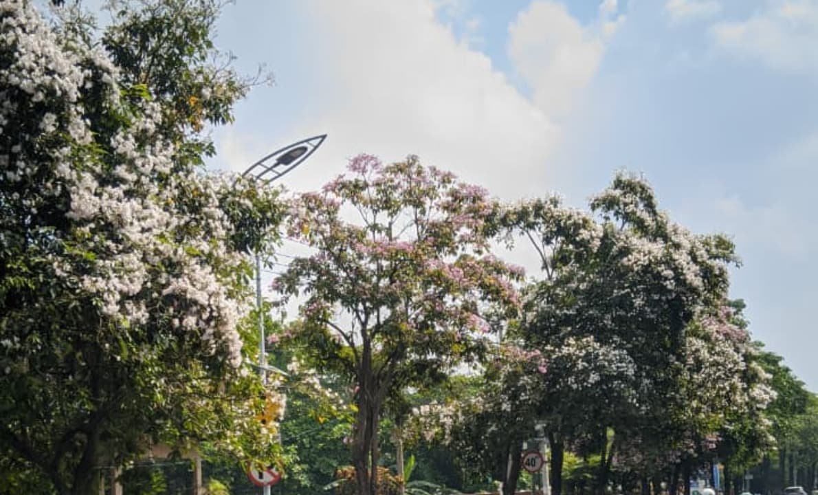 Mirip Sakura, Tapi Bukan! Inilah Fakta Menarik Tabebuya di Surabaya