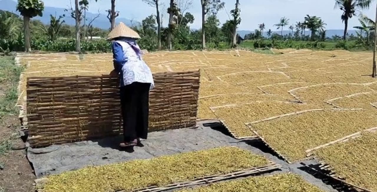 Harga Tembakau Turun Drastis, Petani Bondowoso Merugi