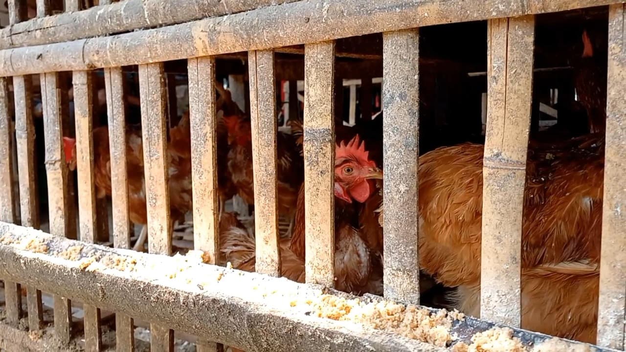 Produksi Ayam Melimpah, Tapi Harga Ayam di Trenggalek Justru Naik
