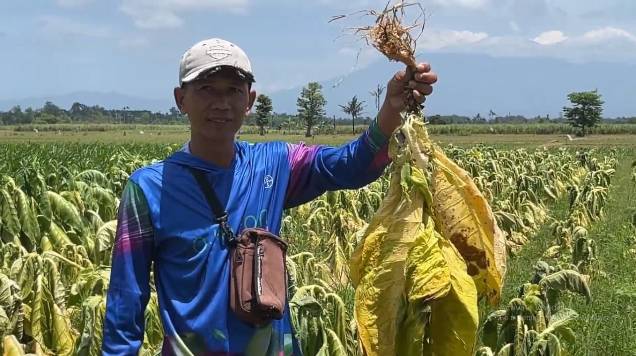 Kemarau Basah Rusak Puluhan Hektar Tembakau di Lumajang, Petani Rugi Besar