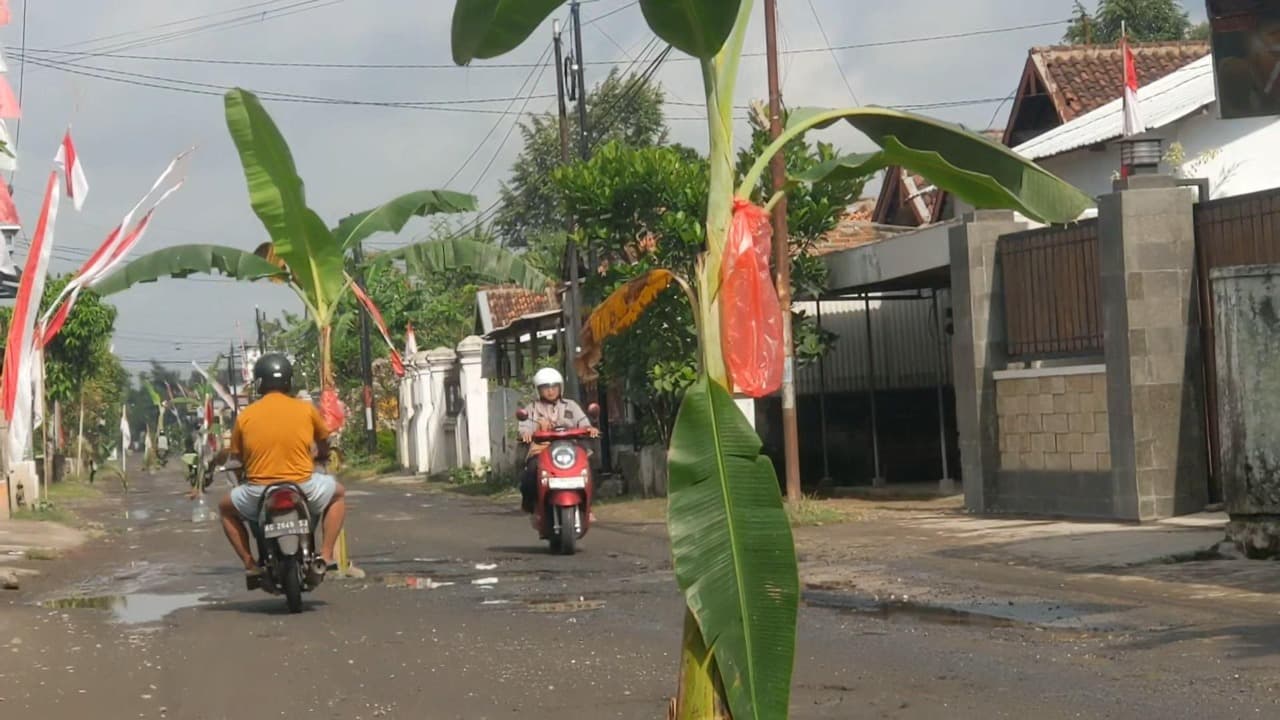 Jalan Rusak Tak Kunjung Diperbaiki, Warga Ngunut Bikin 'Kebun Pisang' di Tengah Jalan