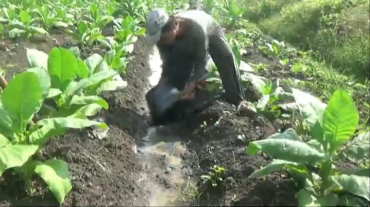 Hujan Dua Hari Bikin Tembakau Bojonegoro Mati, Petani Terancam Gagal Panen