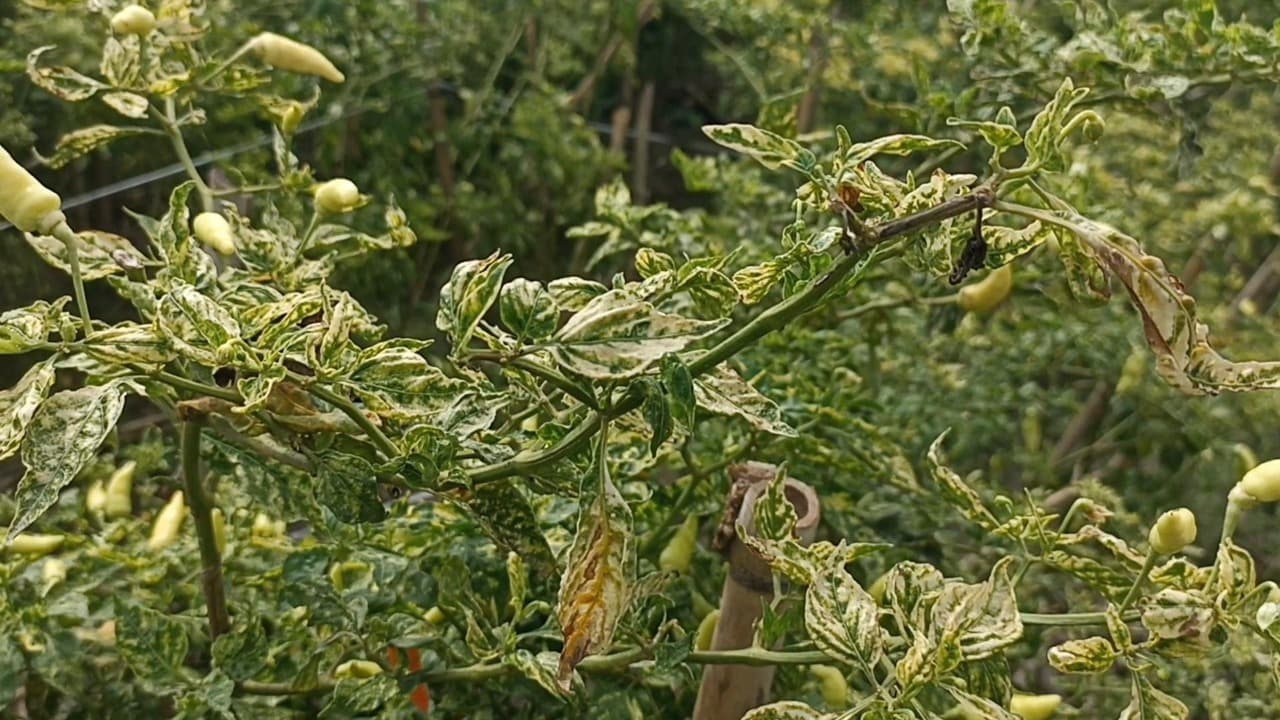 Petani Cabai di Blitar Keluhkan Serangan Hama Trips