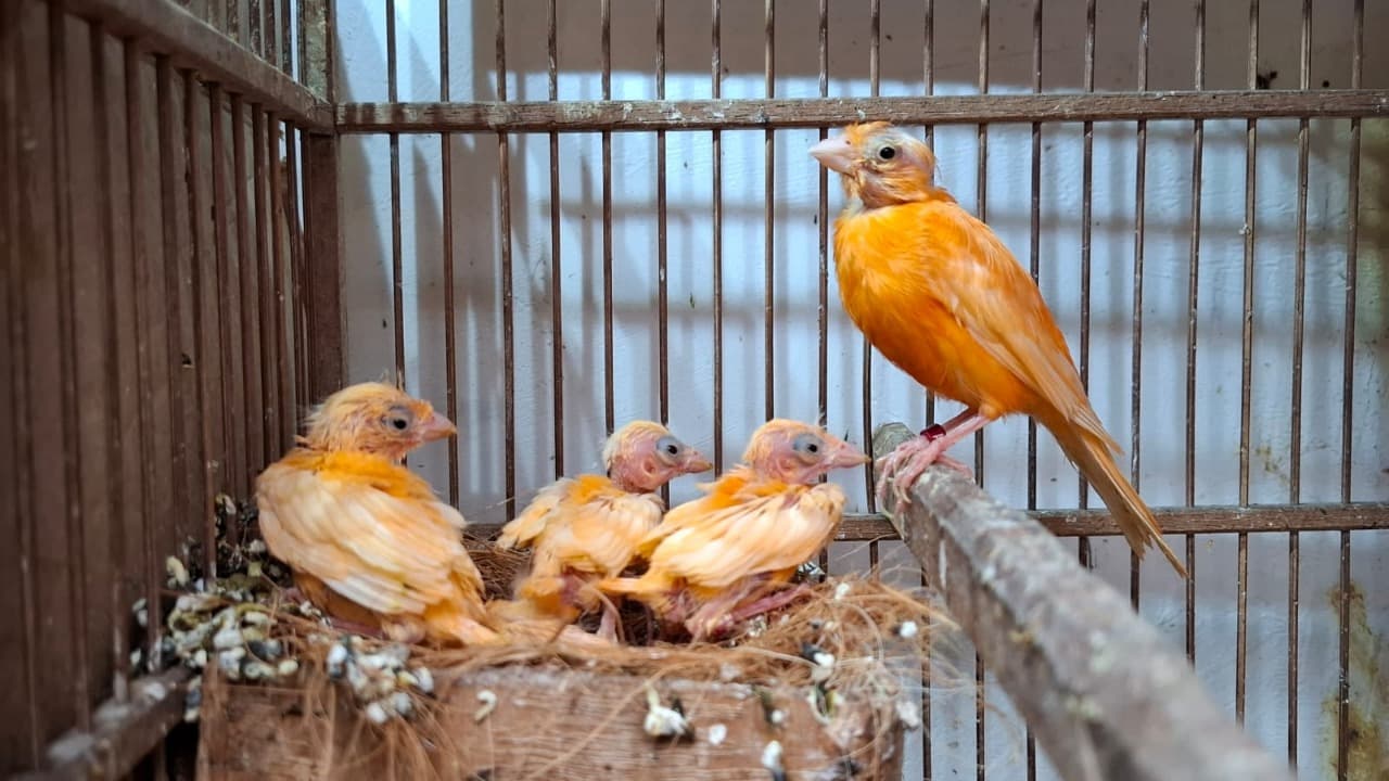 Dari Hobi ke Cuan, Kisah Sukses Peternak Kenari Merlok asal Kediri