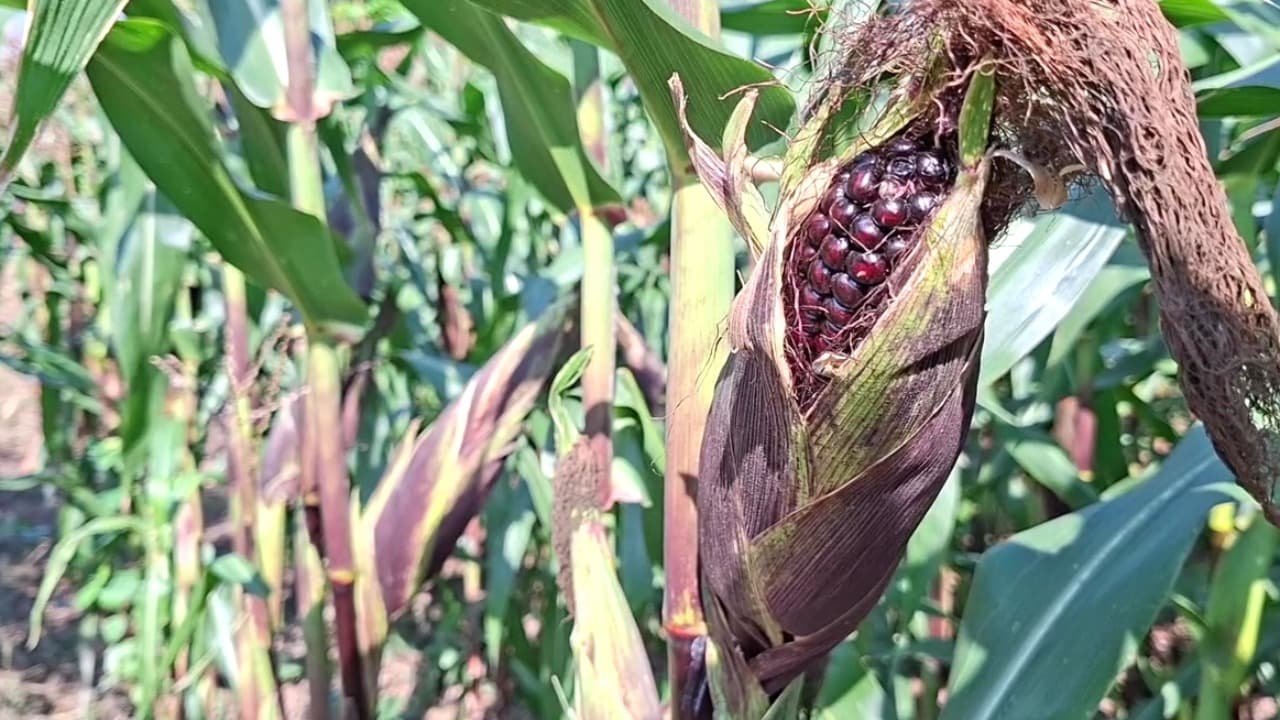 Jagung Ungu: Bernilai Tinggi, Panen Lebih Cepat, dan Kaya Manfaat