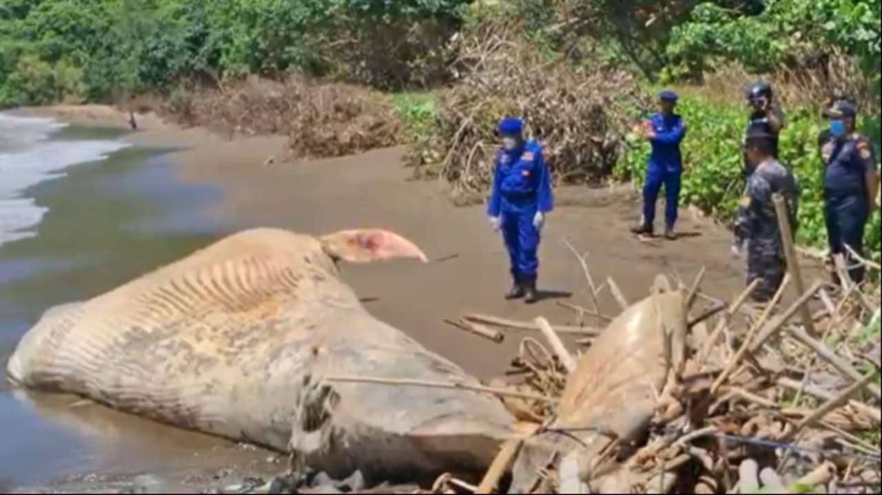 Paus Balin Sepanjang 7 Meter Mati Terdampar di Pantai Nglarap Tulungagung