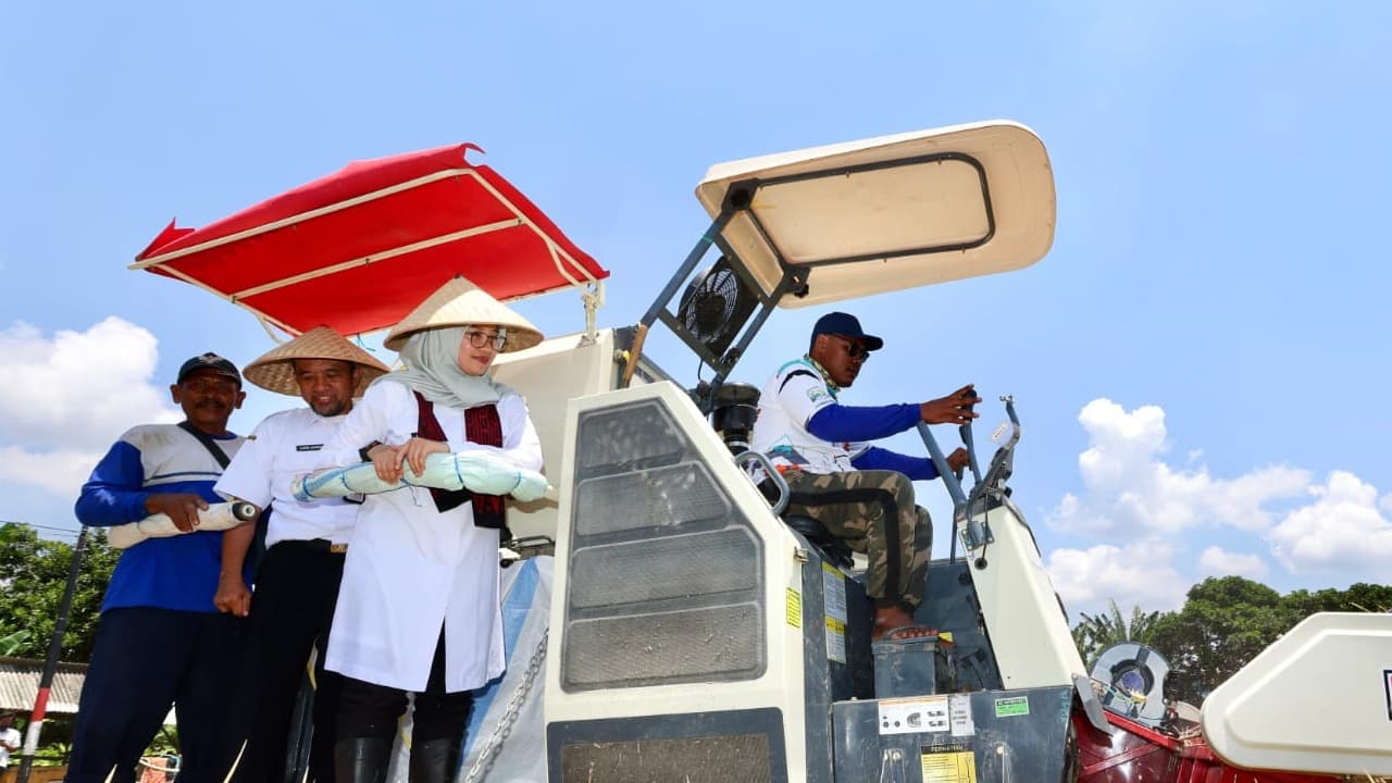 Hari Tani Nasional, Bupati Banyuwangi Ikut Panen Padi dan Dialog Bareng Petani