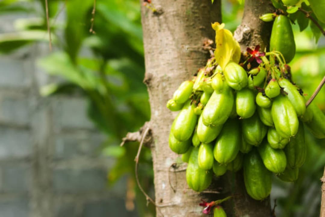 Belimbing Wuluh Terbukti Punya Segudang Manfaat Kesehatan, Ini Penjelasan Ilmiahnya