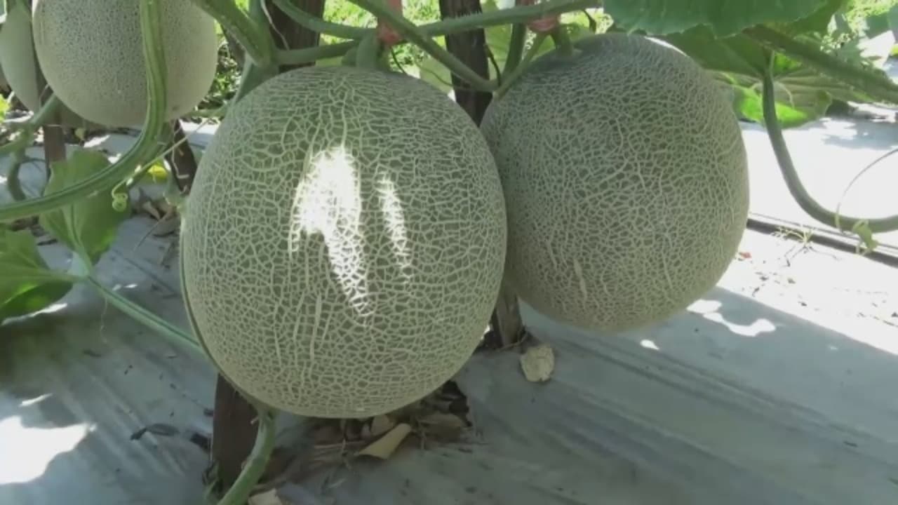 Melon Loa Yin, Si Manis Raksasa yang Raup Untung Puluhan Juta