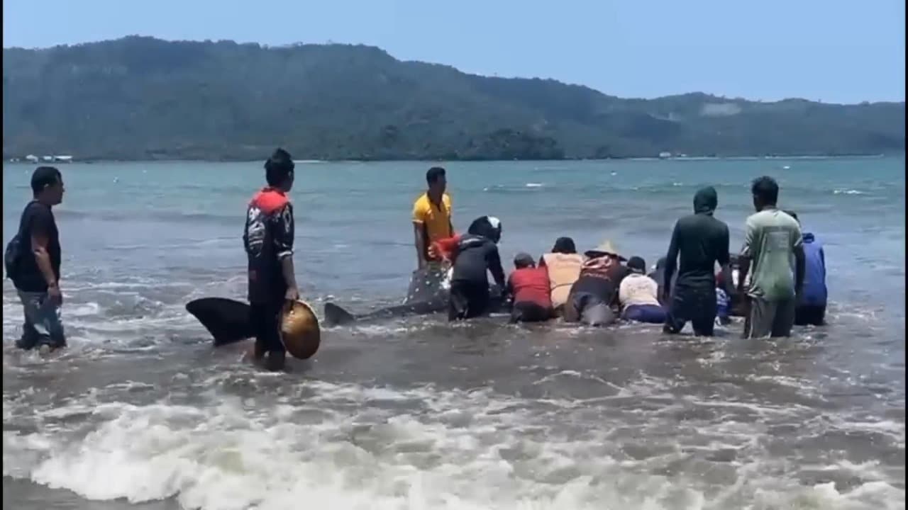 Hiu Paus Terdampar di Pantai Cengkrong Trenggalek Berhasil Diselamatkan, Kembali ke Laut Lepas