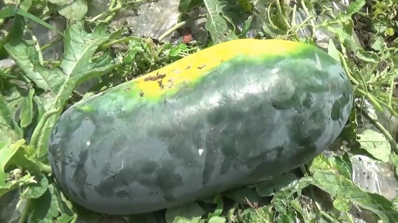 Petani Lumajang Raup Cuan dari Manisnya Semangka Inul