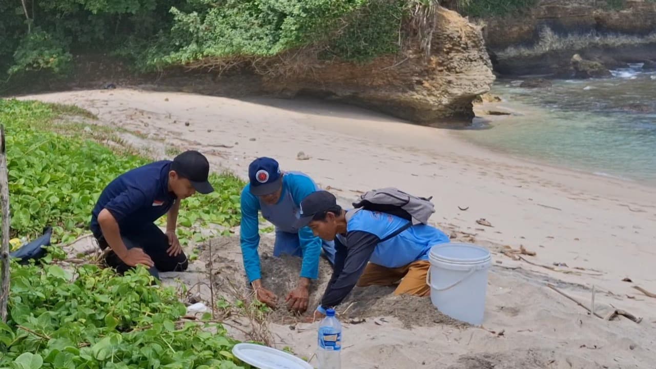 Perjuangan Pokdarwis Sanggaria Selamatkan Penyu di Pantai Sanggar Tulungagung