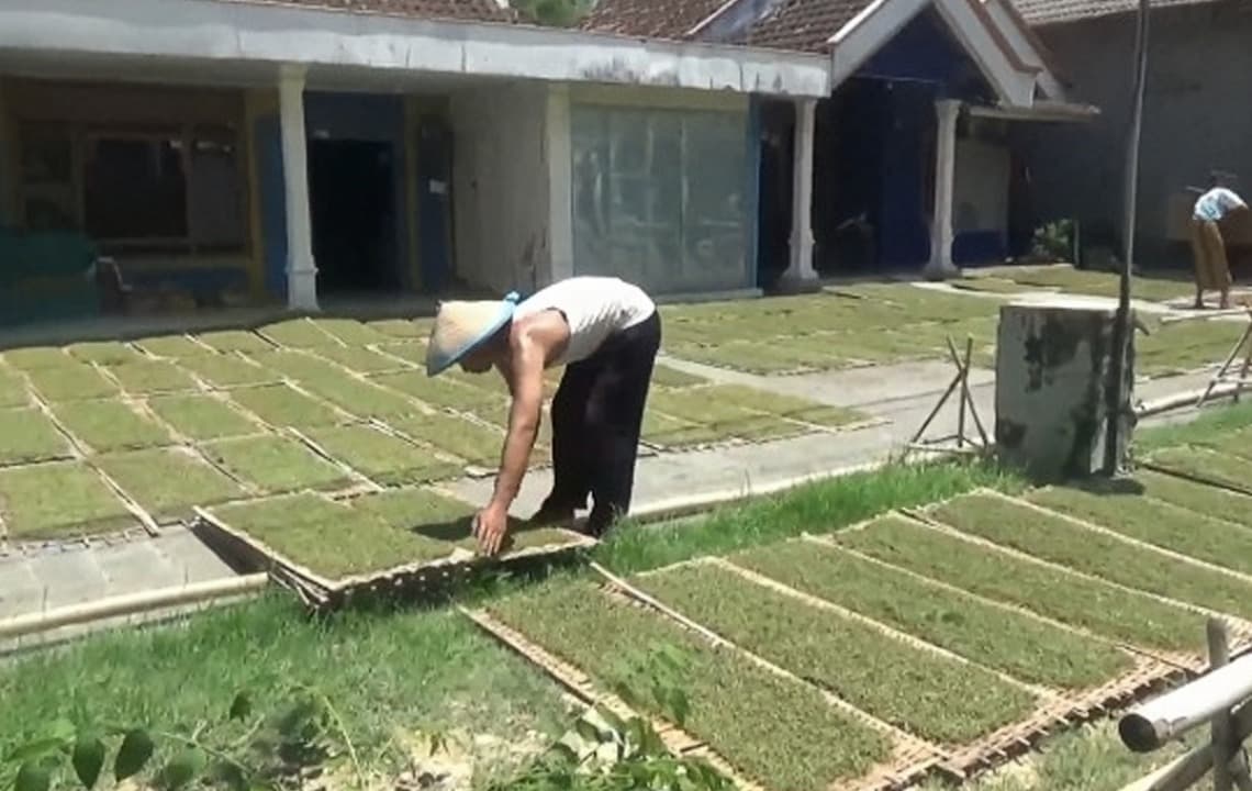 Dampak Cuaca Tak Menentu, Harga Tembakau di Bojonegoro Turun