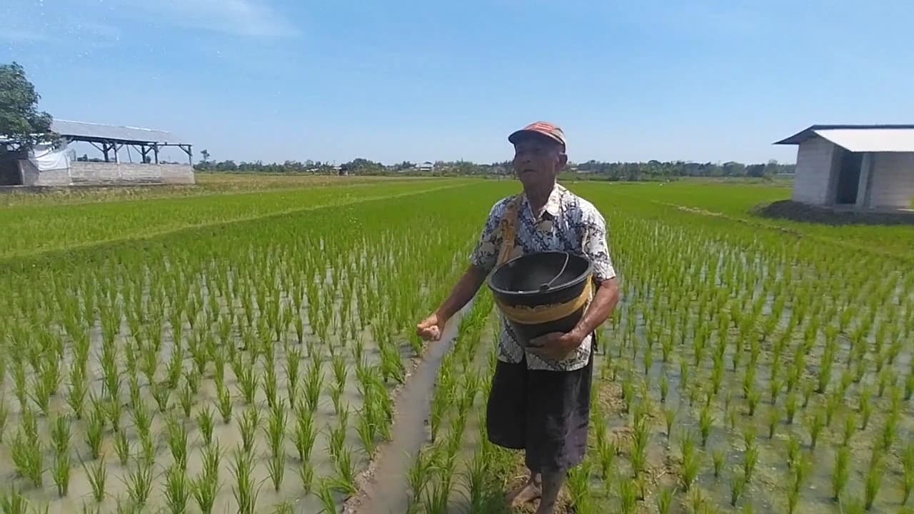 Serapan Pupuk Subsidi Di Magetan Capai 60 Persen, Distribusi Berjalan Lancar