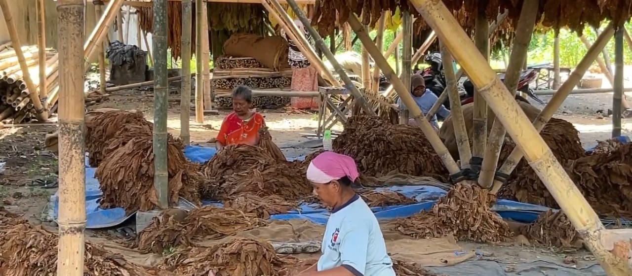 Ribuan Buruh Tani Tembakau di Lumajang Terima Perlindungan BPJS dari Dana DBHCHT