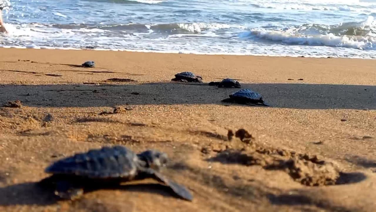 Desa Wonocoyo Trenggalek Masuk 30 Besar Wonderful Indonesia Award 2025