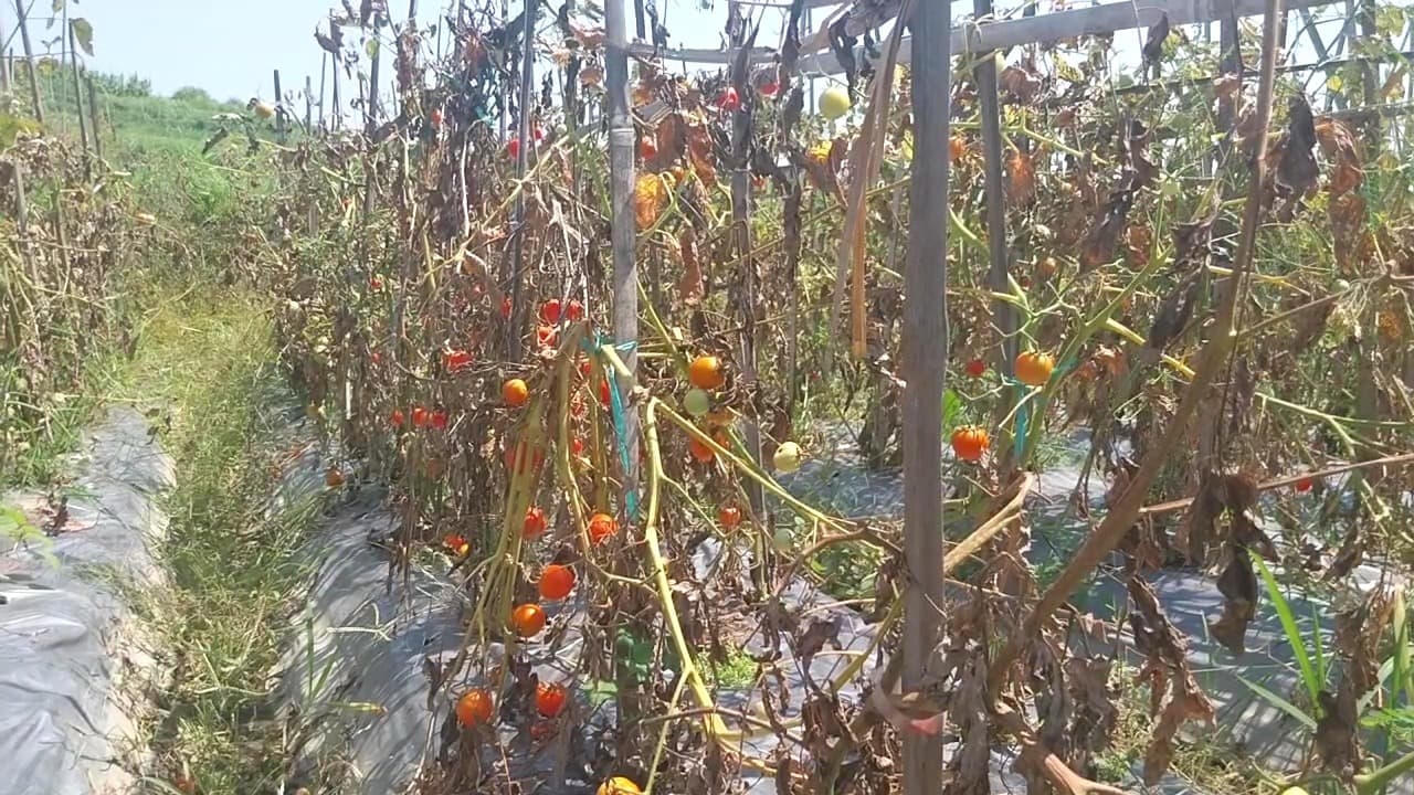 Petani Biarkan Tomat Membusuk Di Ladang Akibat Harga Anjlok