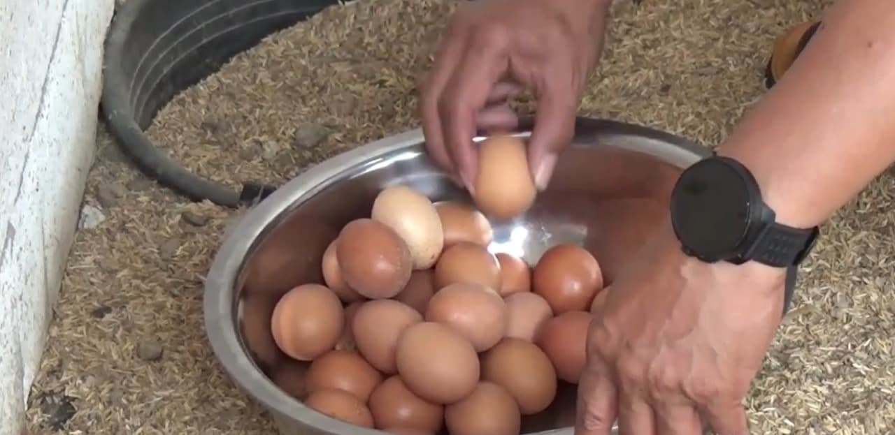 Harga Telur Naik hingga Rp29 Ribu, Warga Ponorogo Terbantu Ayam Petelur Bantuan Pemkab