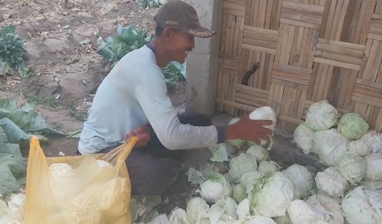 Petani Kubis di Magetan Keluhkan Hama dan Cuaca Tak Menentu