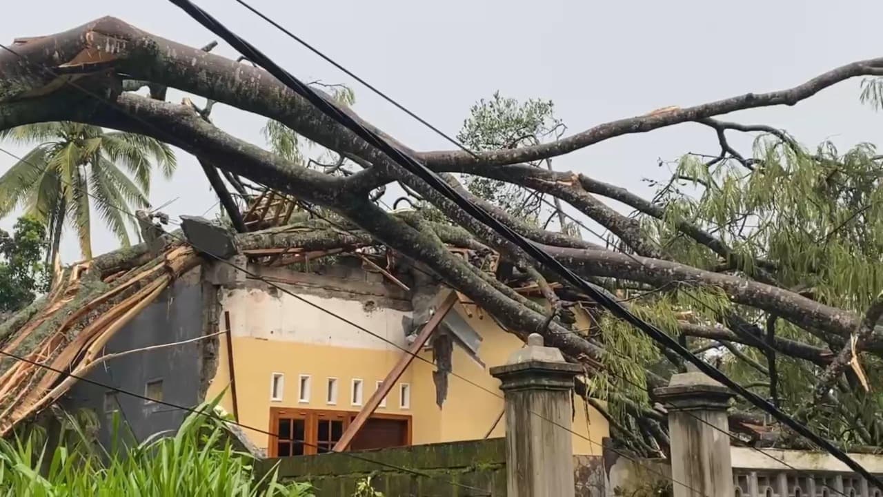 Hujan Bercampur Angin, Pohon Sengon Tumbang Timpa Rumah Warga di Blitar