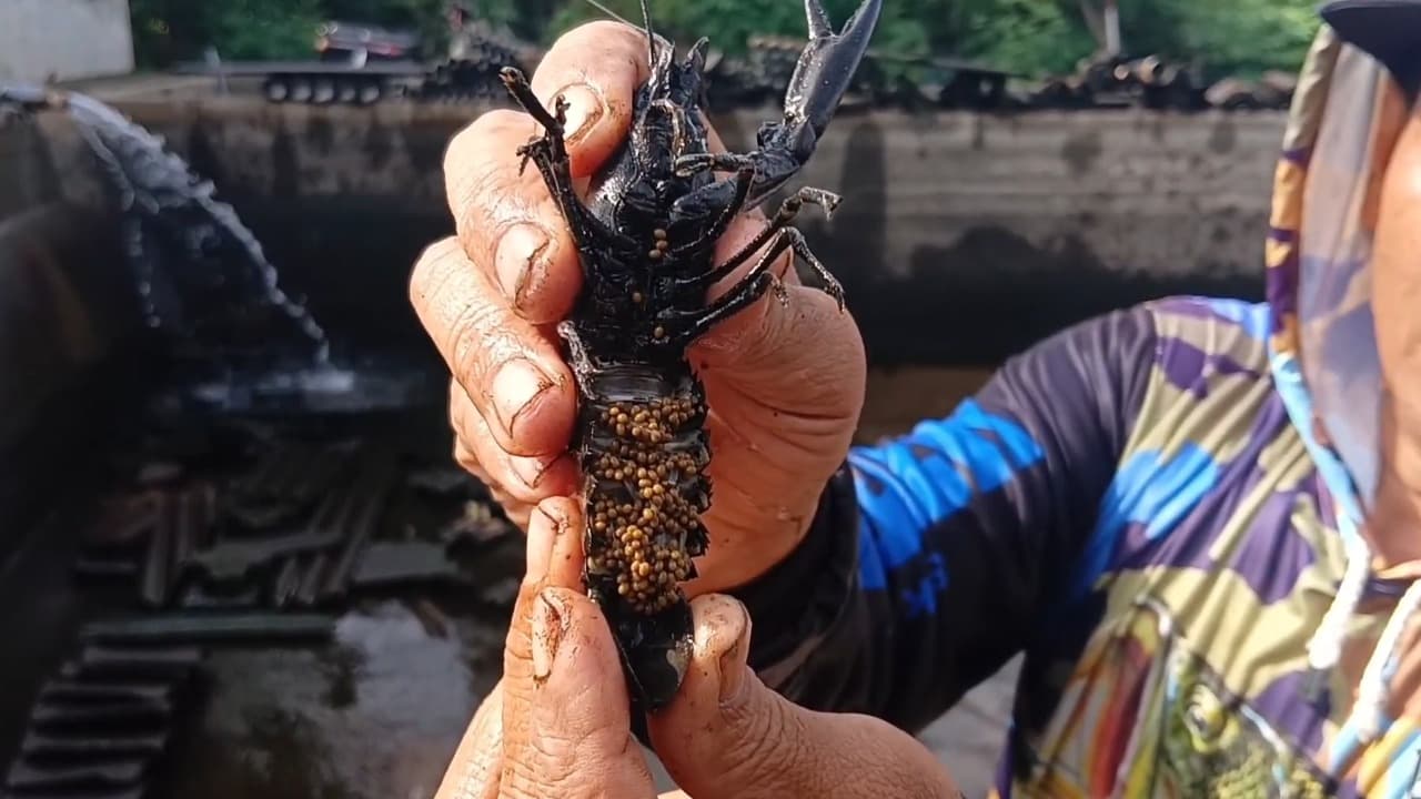 Budidaya Lobster Air Tawar Jadi Peluang Ekonomi Baru yang Menjanjikan di Tulungagung