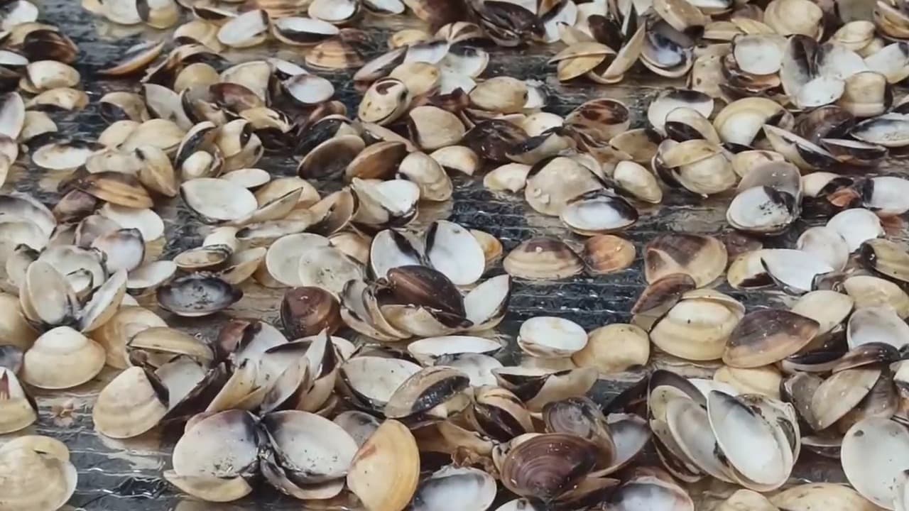 Warga Mertajazah Ciptakan Pupuk Organik Cair Ramah Lingkungan dari Limbah Kulit Kerang