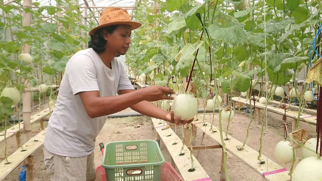 Pemuda Tulungagung Sukses Kembangkan Pertanian Melon Hidroponik