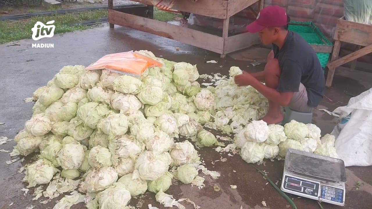Multi Efek Program MBG: Petani Plaosan Untung, Kopdes Pacalan Semakin Aktif
