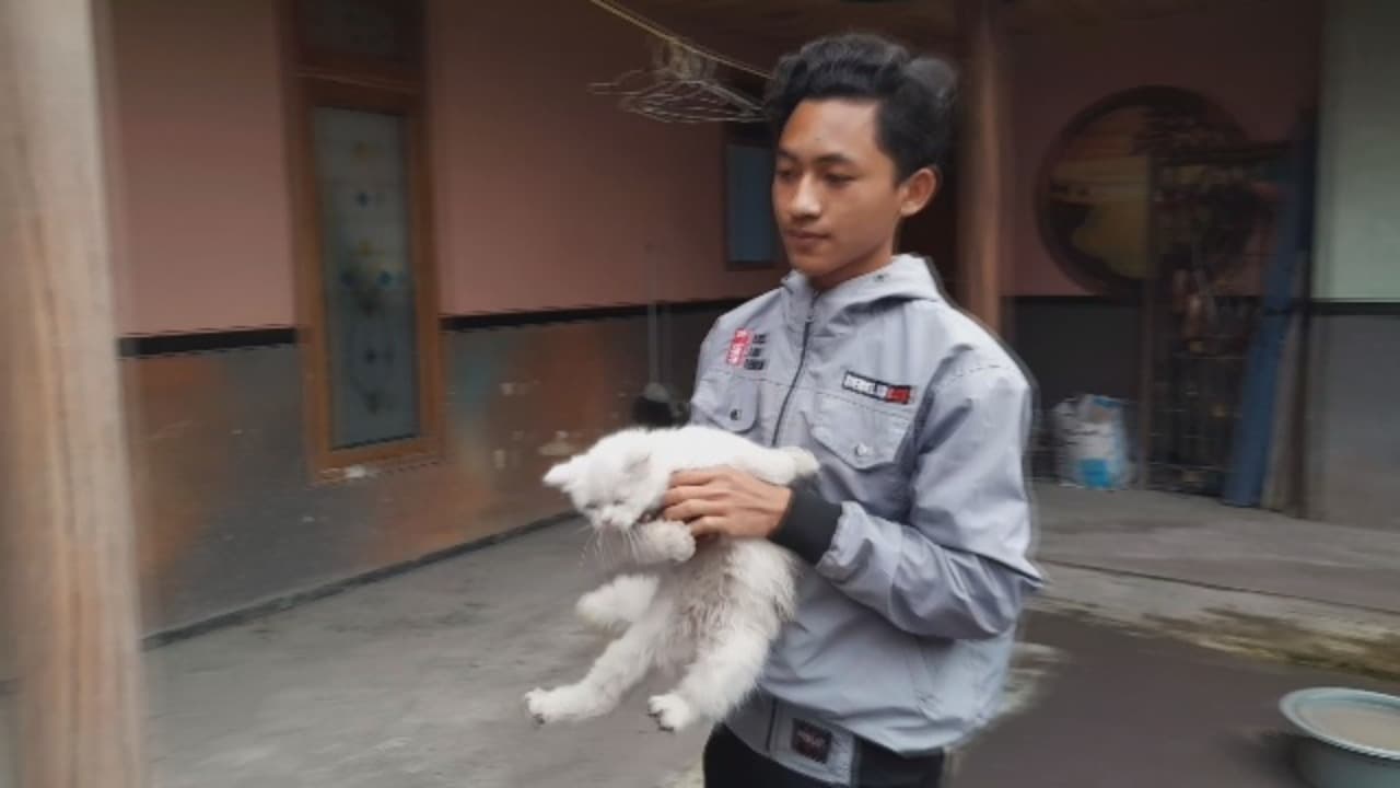 Evakuasi kucing dari lokasi terdampak erupsi semeru.