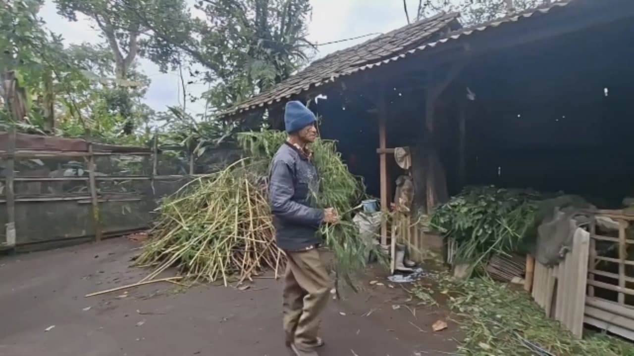 Di tengah dampak semeru, lansia tetap rawat kambing.