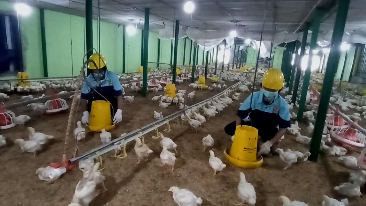 SMK Negeri 1 Kademangan Cetak Peternak Milenial dengan Sistem Agribisnis Modern