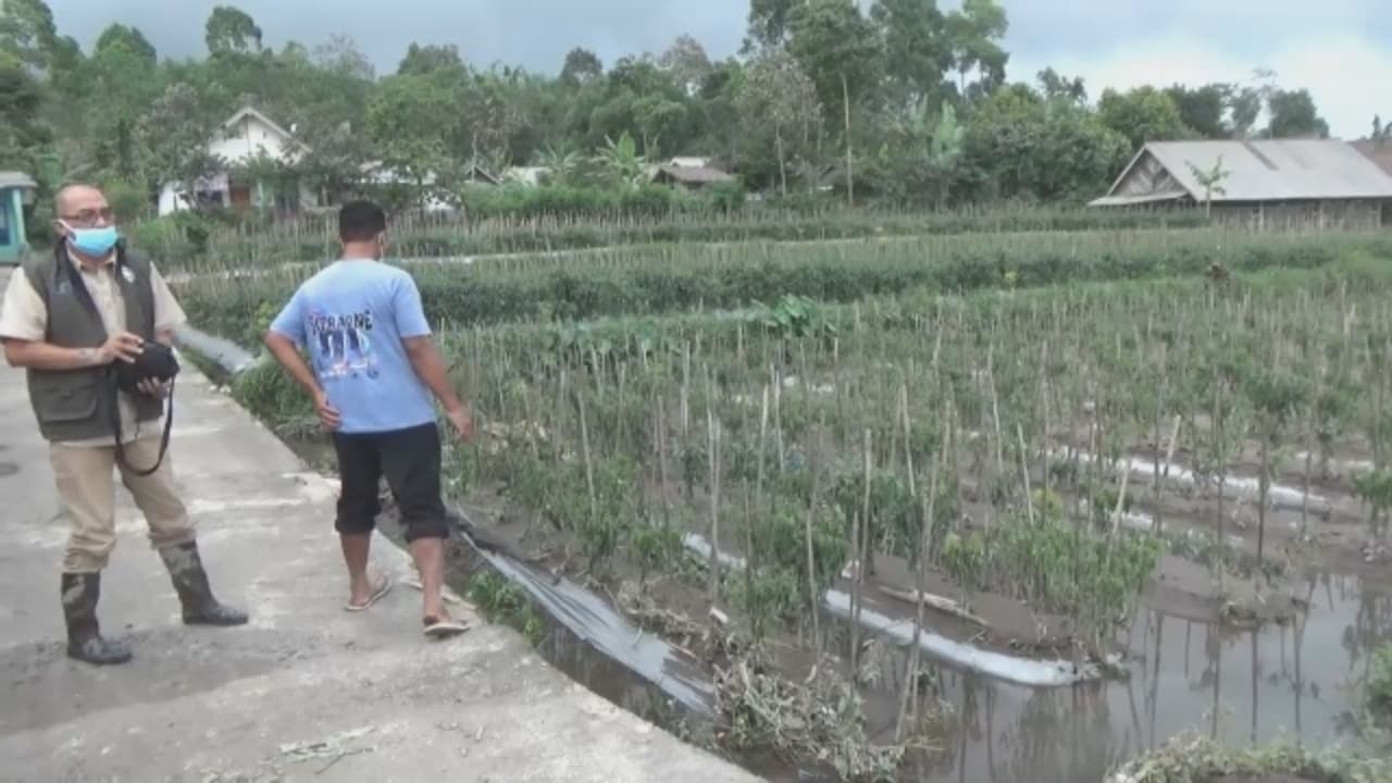 Kisah pilu petani korban erupsi alami kerugian.