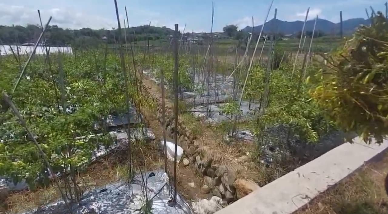 Tanaman Layu, Petani di Magetan Terpaksa Panen Lebih Awal