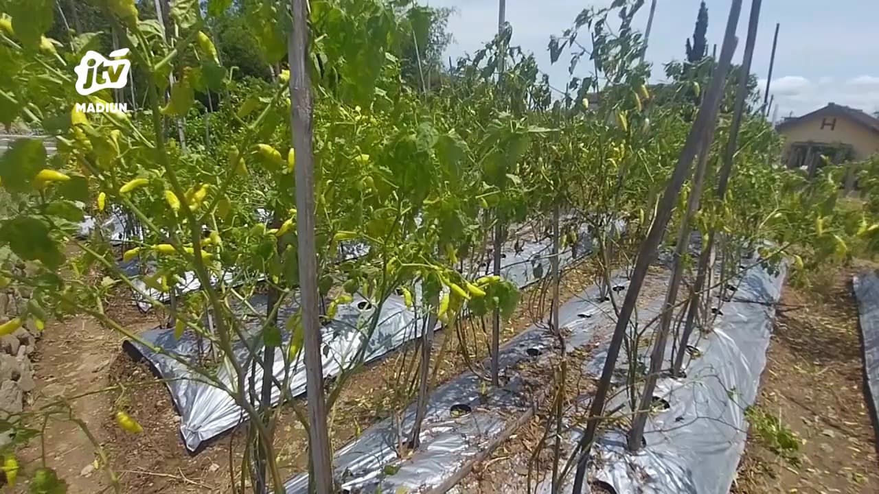Cabai Rawit Mahal, Petani Magetan Terpaksa Panen Dini Akibat Tanaman Layu