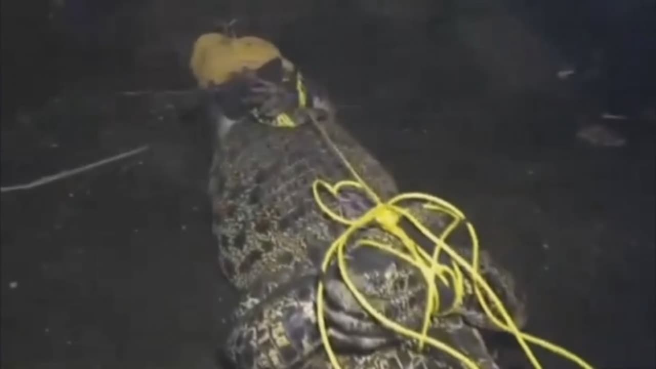 Dramatis, penangkapan buaya bertelur di sarangnya.