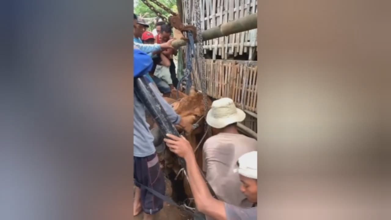 Sapi masuk lubang septic tank.