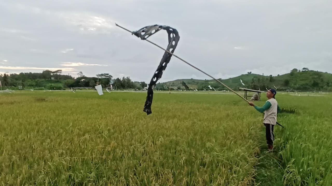 Petani Blitar Selatan Keluhkan Serangan Hama Burung Pipit yang Ancam Gagal Panen
