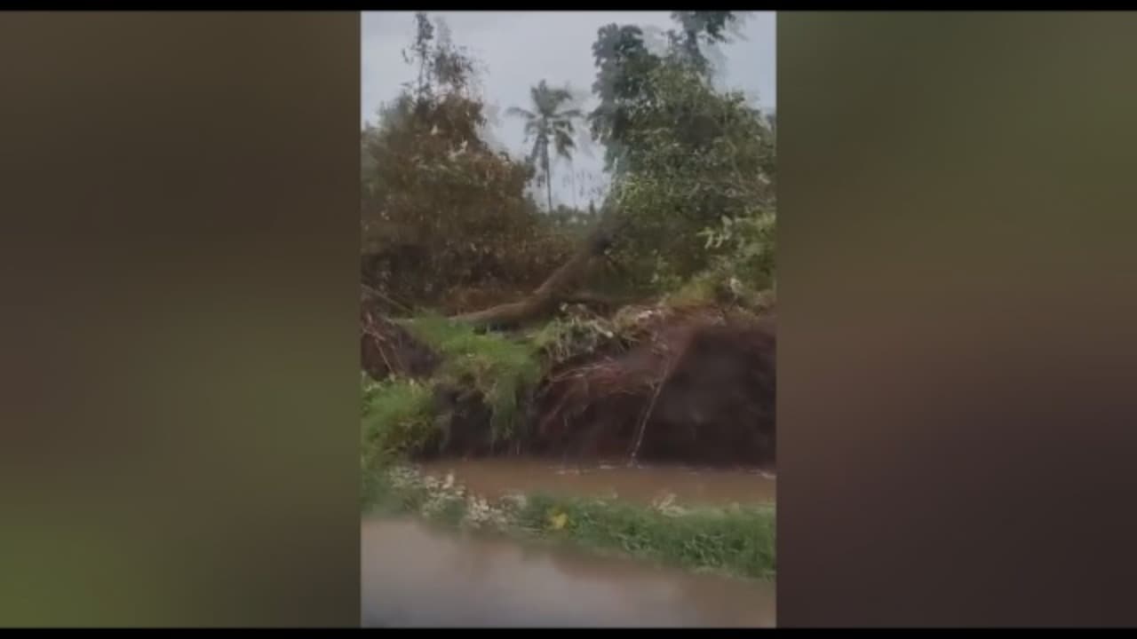 Angin Kencang Puluhan Pohon Tumbang