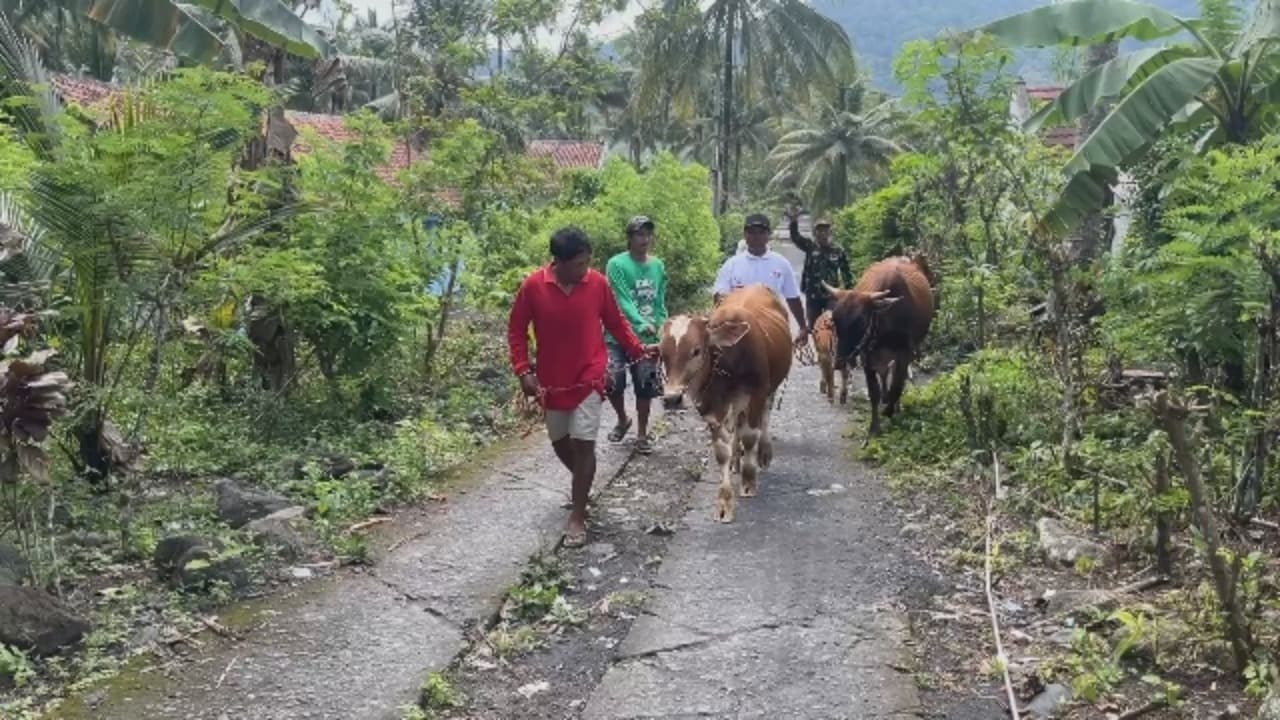 Warga Terdampak Banjir Lahar Evakuasi Hewan Ternak