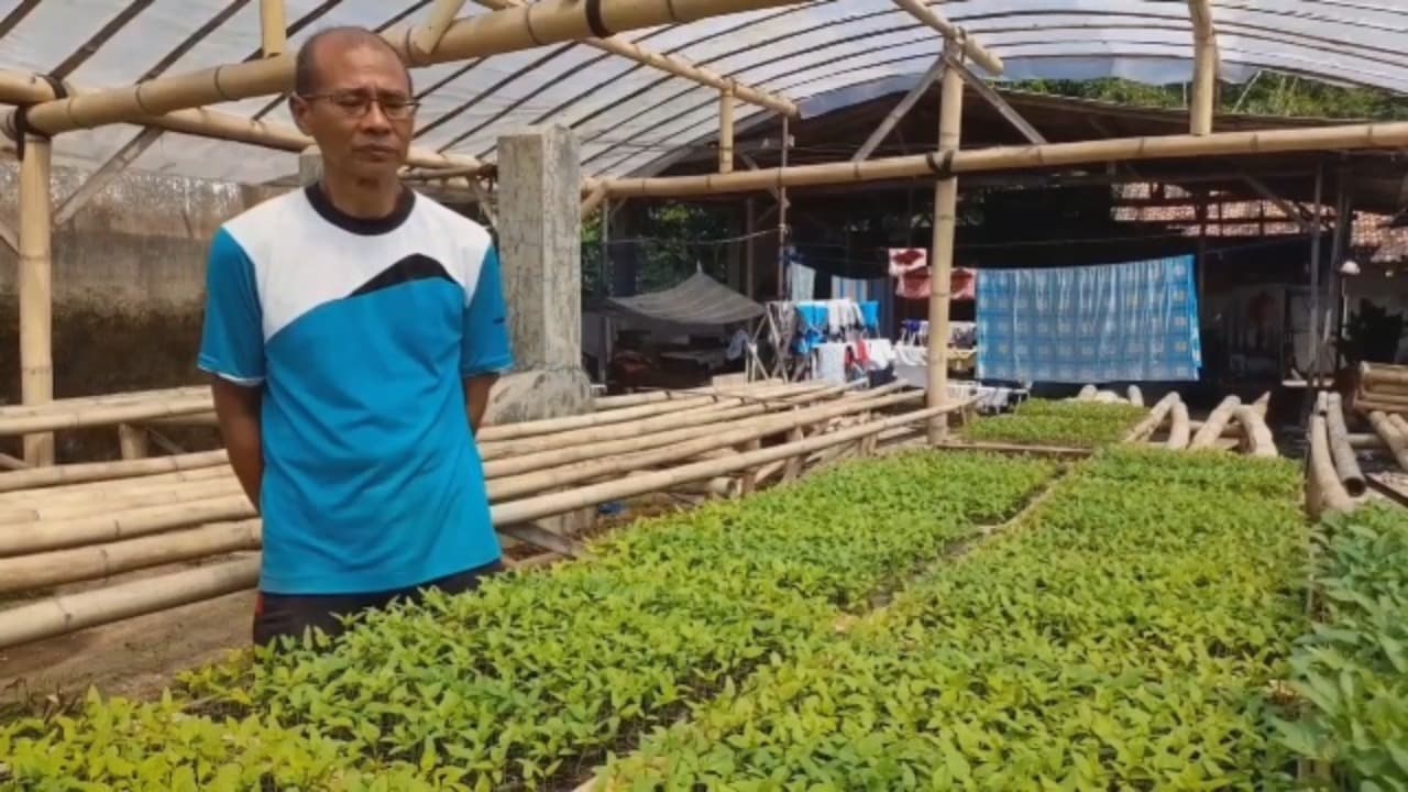 Musim Hujan, Pesanan Bibit Cabai Menurun