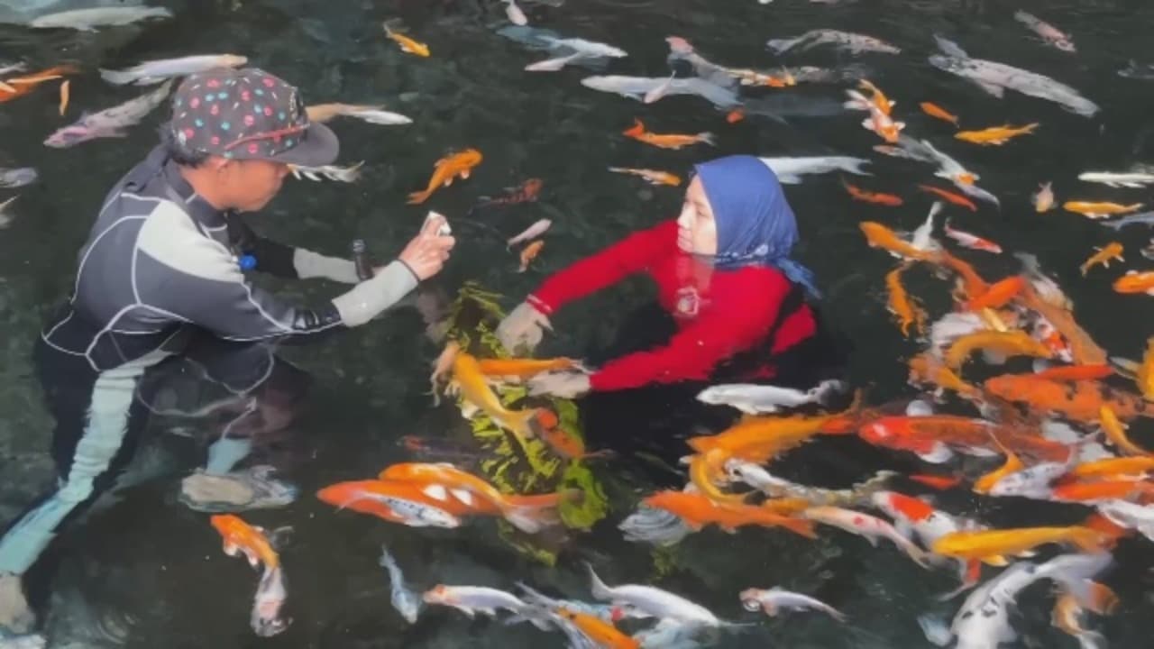 Tirtosari View, Pesona Underwater Memukau