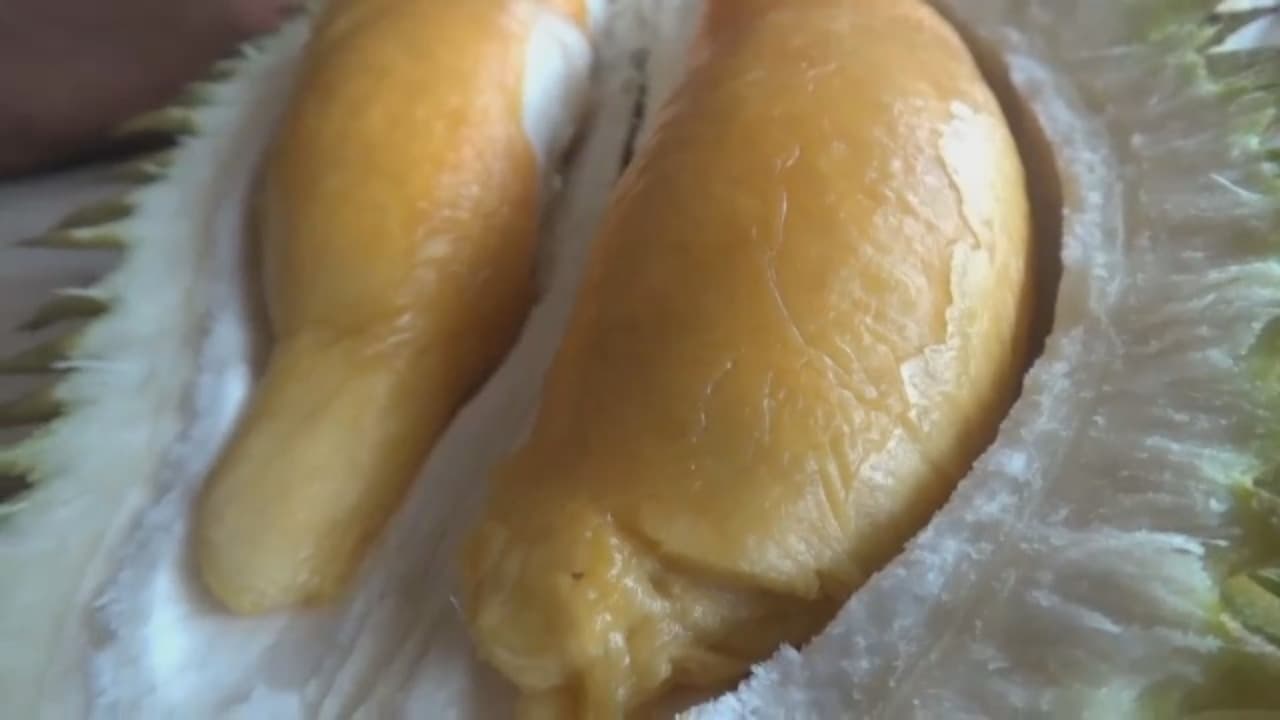 Cuan Ratusan Juta dari Budi Daya Durian Bawor