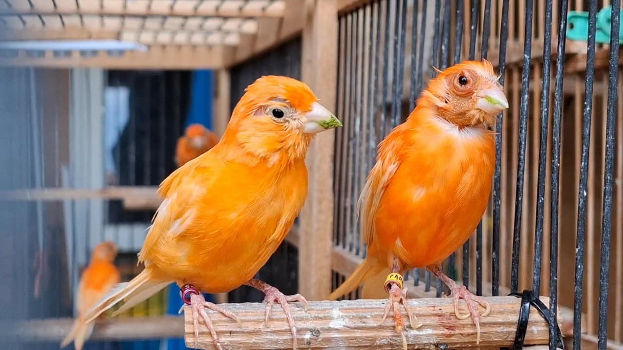 Babinsa Sukses Kembangkan Budidaya Kenari Merah, Raup Untung Jutaan Rupiah
