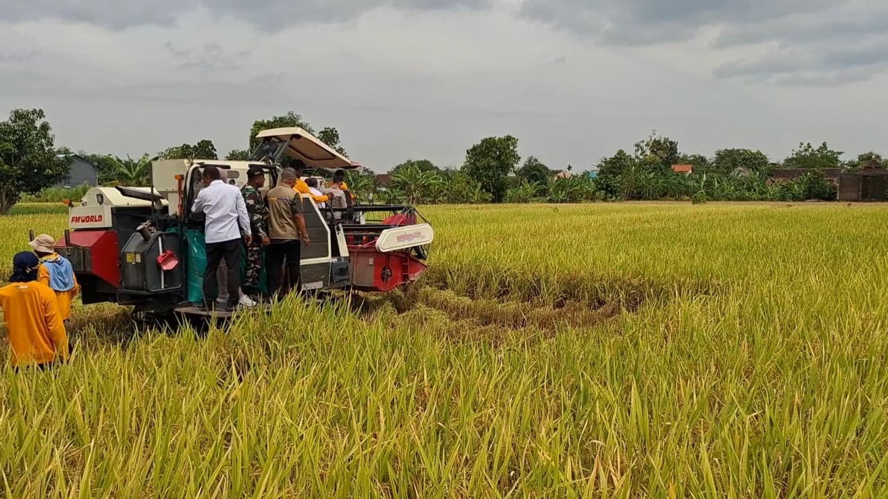 Dinas Pertanian Kabupaten Kediri Sebut Produktivitas Padi Meningkat