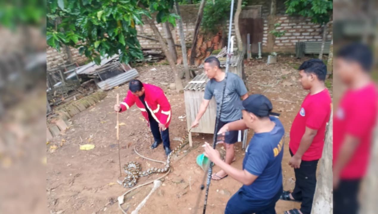 Dua Hewan Liar Masuk Rumah Warga, Damkar Sumenep Gerak Cepat Lakukan Evakuasi