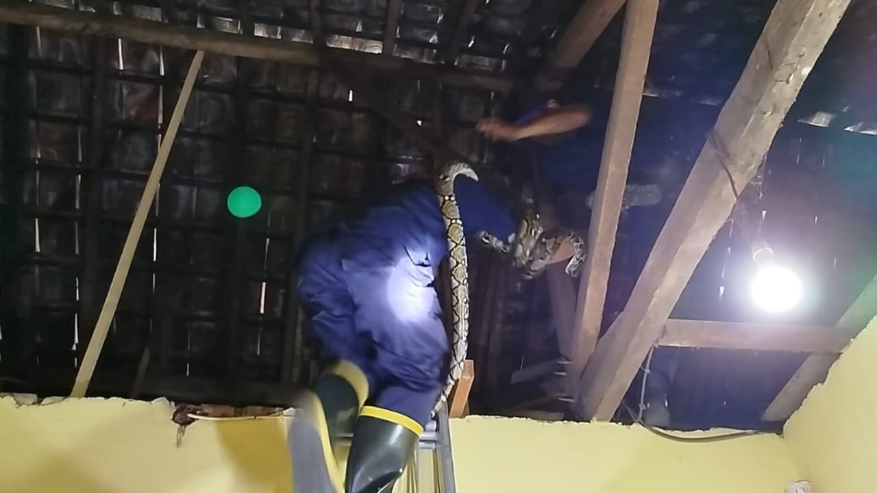 Ular Tiga Meter Masuk Rumah Warga, Damkar Banyuwangi Lakukan Evakuasi