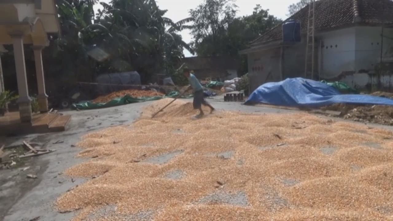 Petani Apresiasi Bulog Serap Jagung Sesuai HPP